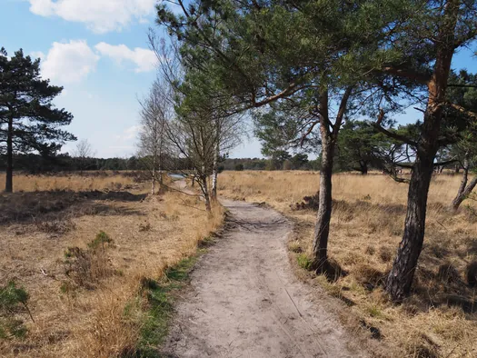 Kalmthoutse Heide, Kalmthout (België)